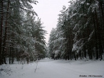 Zima w Kampinoskim Parku Narodowym